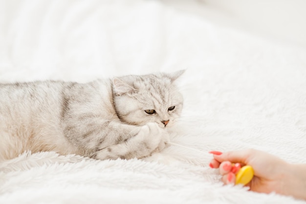 Un gattino luminoso giace sul divanoun gatto scozzese gioca con i giocattolidivertente gatto grigio