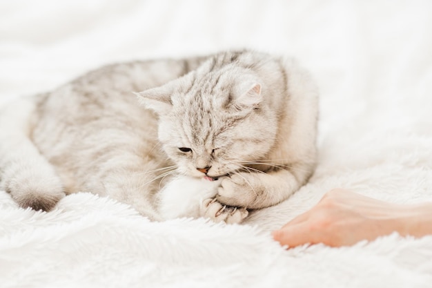 A bright kitten lies on the sofaA Scottish cat plays with toysfunny gray cat