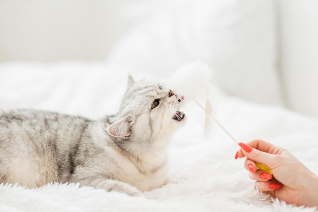 A bright kitten lies on the sofaA Scottish kitten plays with toys