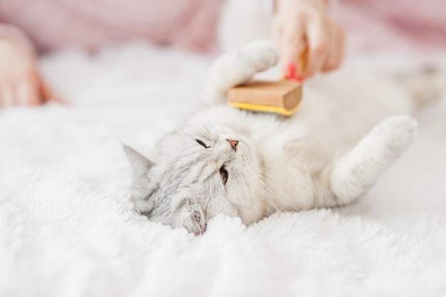 Un gattino luminoso giace sul divanola ragazza pettina i capelli di un simpatico gatto