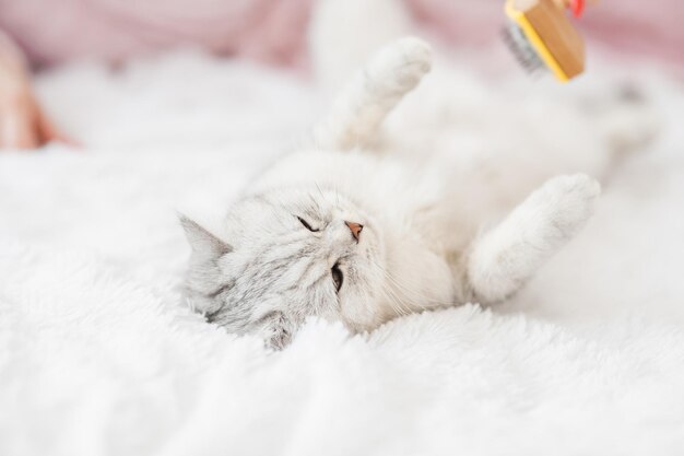 Un gattino luminoso giace sul divanola ragazza pettina i capelli di un simpatico gatto