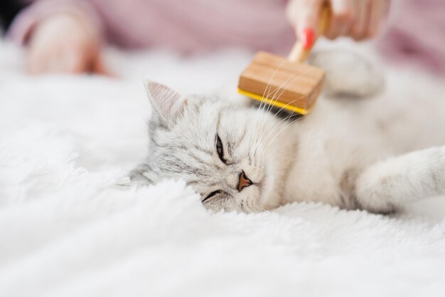 Photo a bright kitten lies on the sofathe girl combs the hair of a funny cat