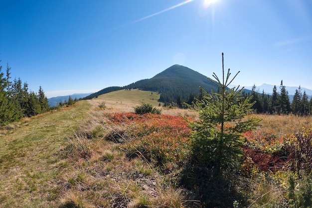 夏には草が茂った緑の牧草地と遠くの山の丘のある明るい風景。