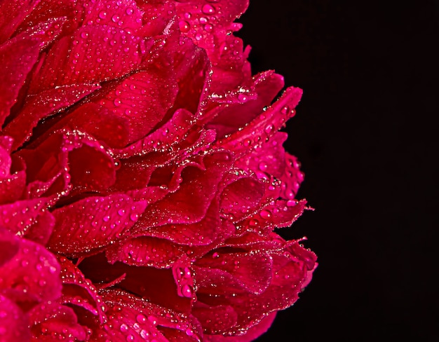 Photo bright large bud of scarlet peony with drops on the petals closeup