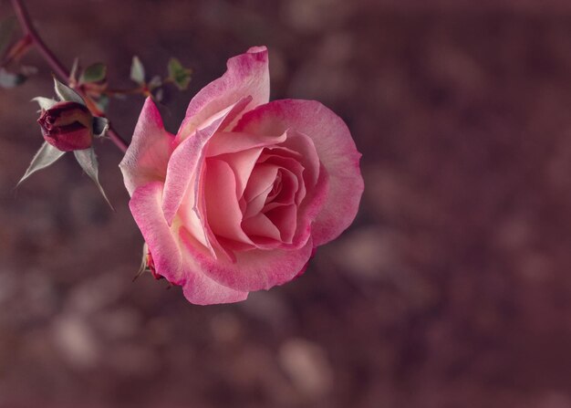 Grande primo piano luminoso della rosa di rosa. Macro, tonificante.