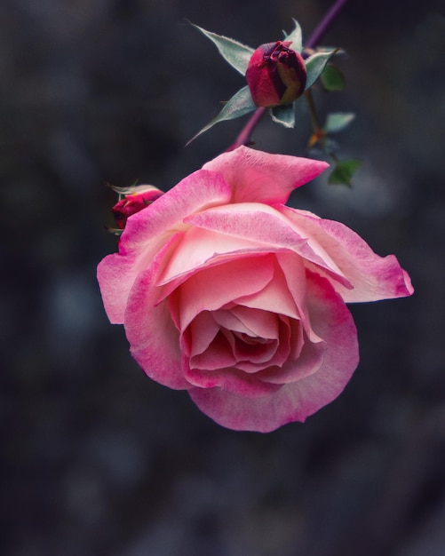 Bright large pink rose close-up. Macro, toning.