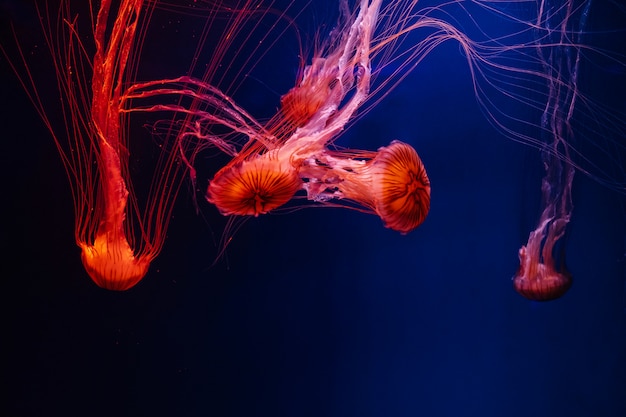 어두운 물에서 밝은 속눈썹 용암 화려한 빛나는 해파리, 수족관에서 어두운 배경