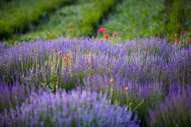 Bright lavender bushes