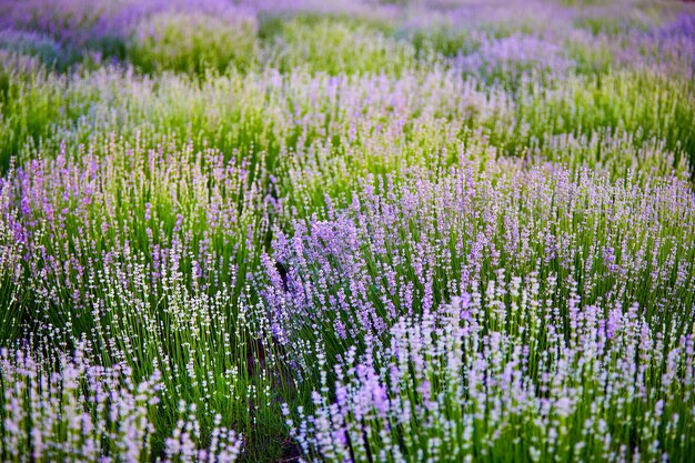 Photo bright lavender bushes