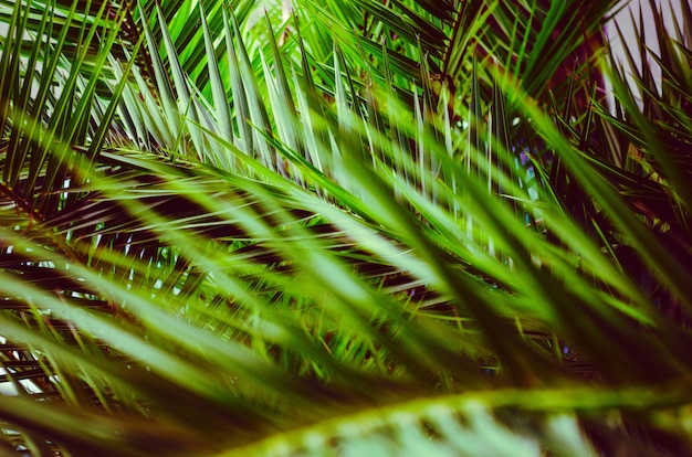 Bright leaves of fluffy tropical palm tree in creative processing, toning. Background.