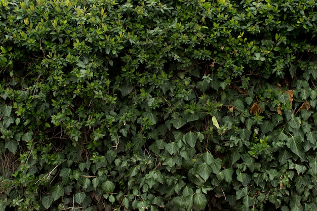 Bright leaves of green bush