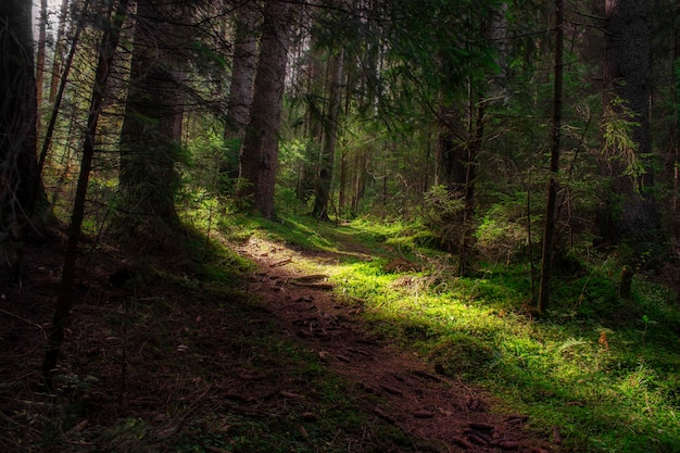 Bright light falls on a dark forest Autumn landscape