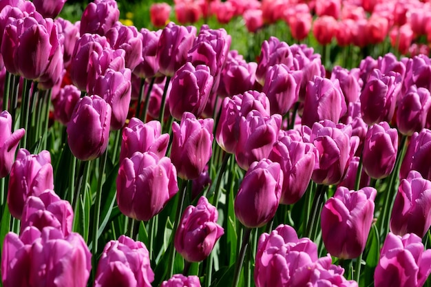 Bright lilac blooming tulips