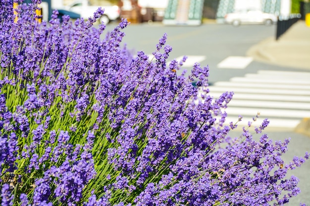 Bright lilac decorative flowers growing on a street