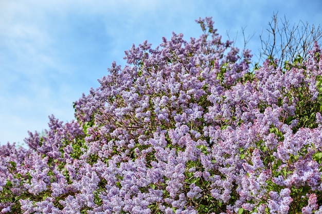 Bright lilac flowers on a beautiful summer Sunny day.