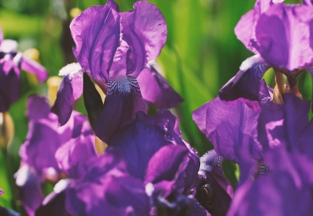 bright lilac flowers similar to irises closeup