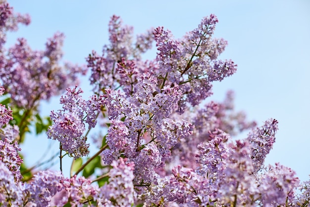 Fiori lilla luminosi in giornata di sole estivo.