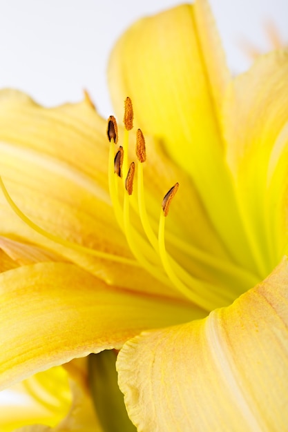 Bright lily flower isolated