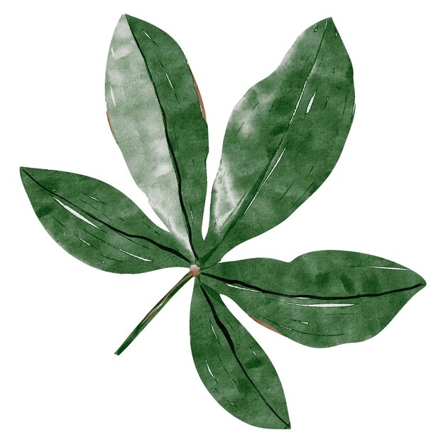 Bright lush palmately shaped passion fruit leaf with a rich green color watercolor