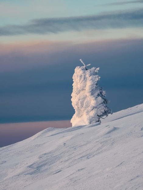 モミの木の明るく魔法のような奇妙なシルエットは雪で埋め尽くされています北極の過酷な自然冬の神秘的なおとぎ話雪に覆われた孤独なクリスマスのモミの木が山腹にあります