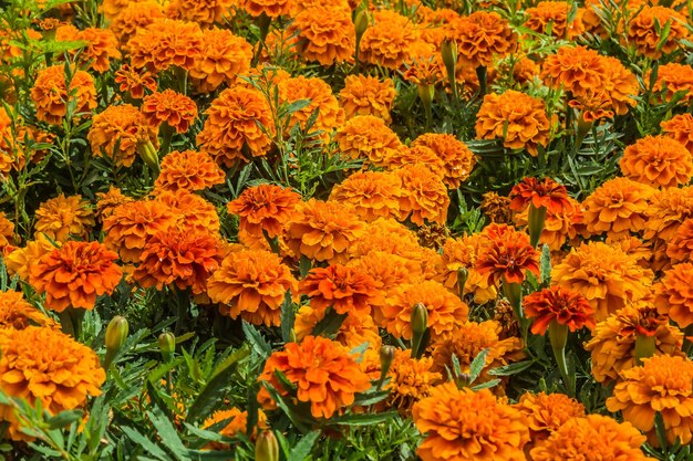 Bright marigold flowers in nature on a flowerbed in the park