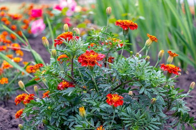 Bright marigolds on the flowerbed Blooming marigolds