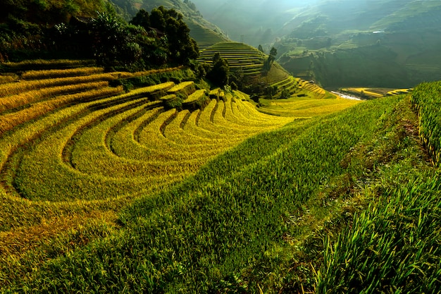 Bright morning of rice terraces 