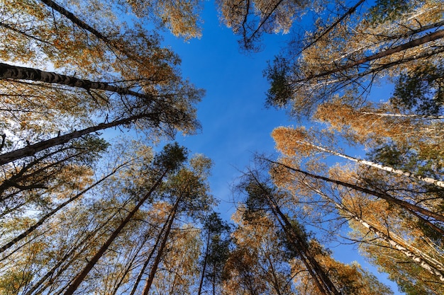 Bright multi-color nature with autumn trees in the forest against blue sky.