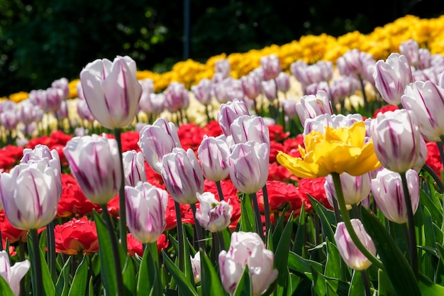 Bright multicolored blooming tulips