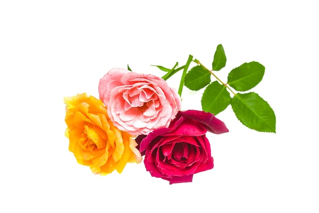 Bright multicolored rose flowers on a white background