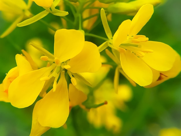 Bright mustard flowers on a green background