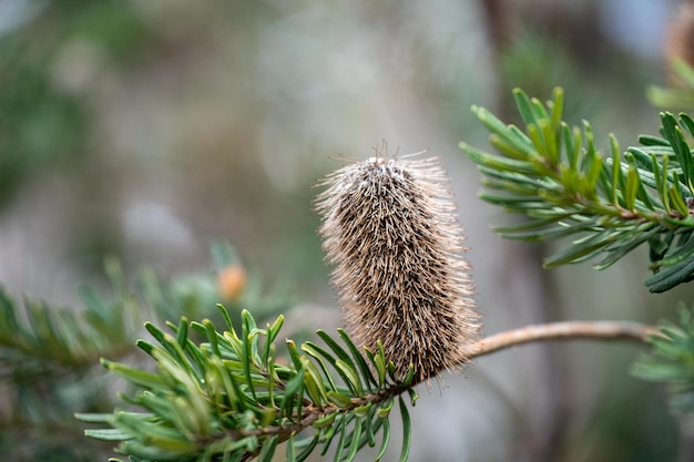 Photo bright native yellow banksia flower in spring in a national park in australia in a national park