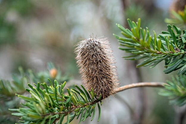 Photo bright native yellow banksia flower in spring in a national park in australia in a national park