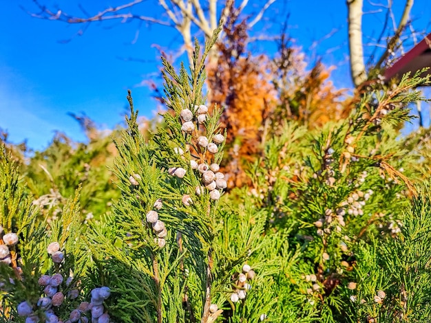 Bright needles with whitish blue berries cossack juniper immature bumps