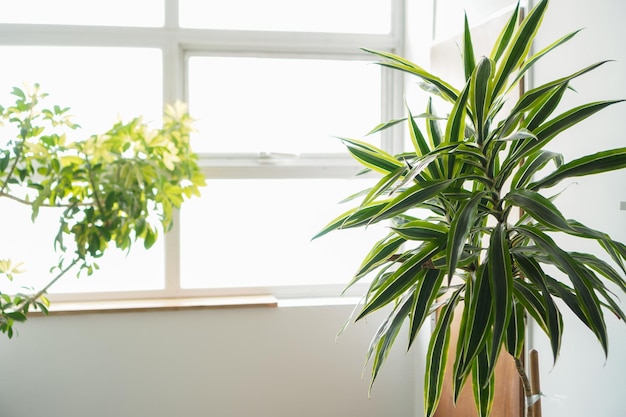 Photo bright office with green plants