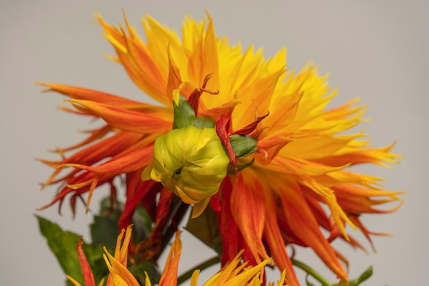 Bright orange autumn flowers as background