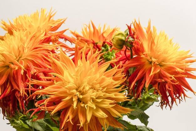 Bright orange autumn flowers as background