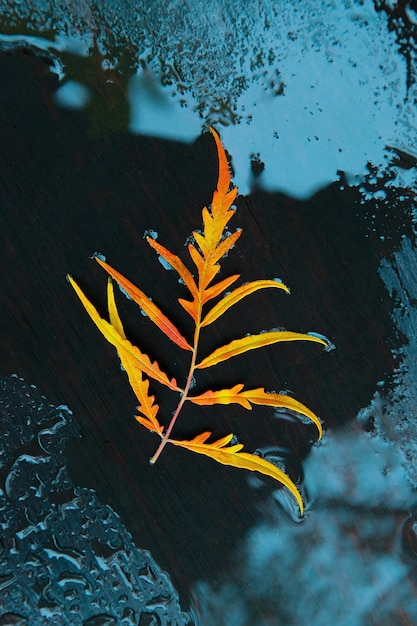 Photo bright orange autumn leaf in water on a black.