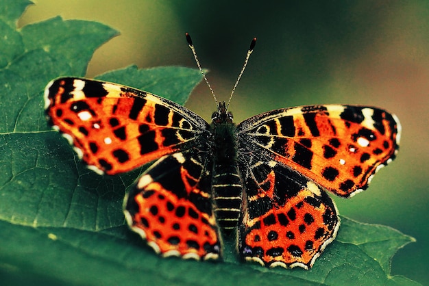 Bright orange butterfly on green leaves closeup