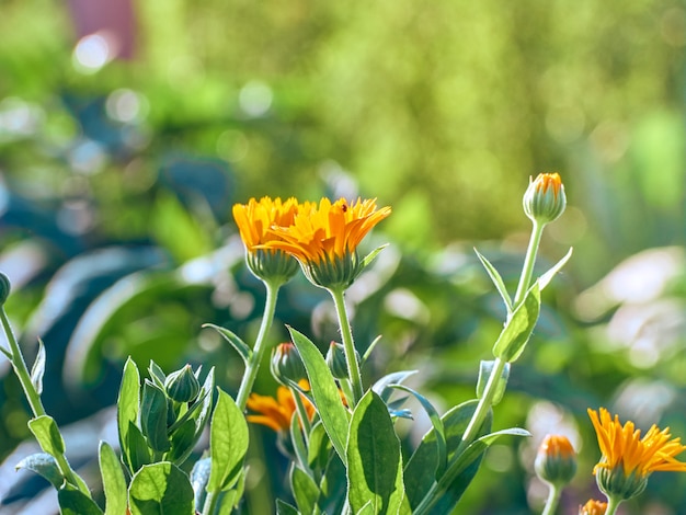 Ярко-оранжевые цветки календулы Calendula officinalis