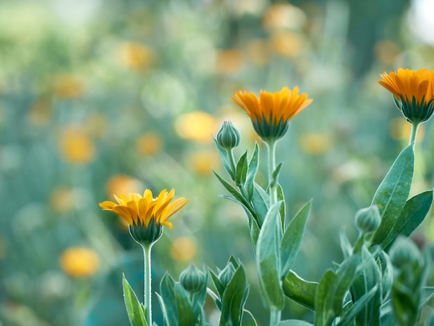 Ярко-оранжевые цветки календулы (Calendula officinalis)