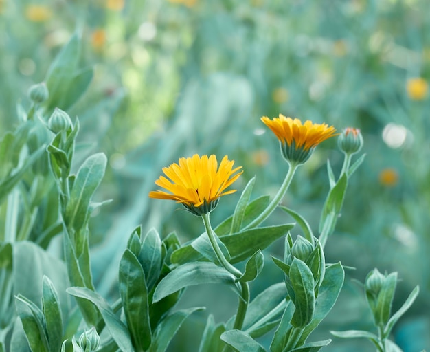 Bright orange calendula flowers