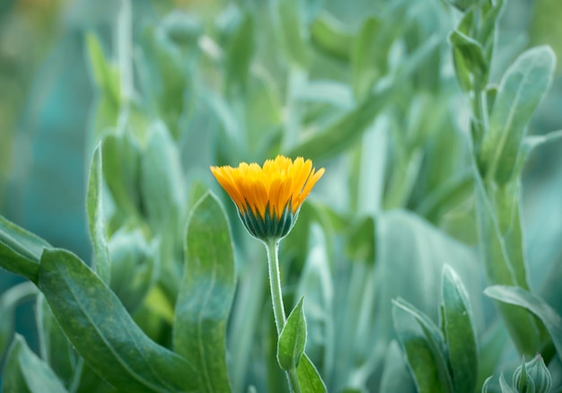 明るいオレンジ色のキンセンカの花