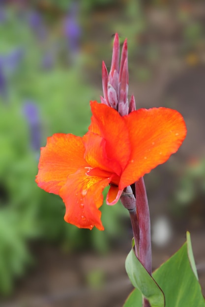 Bright orange iris on a graygreen isolated background