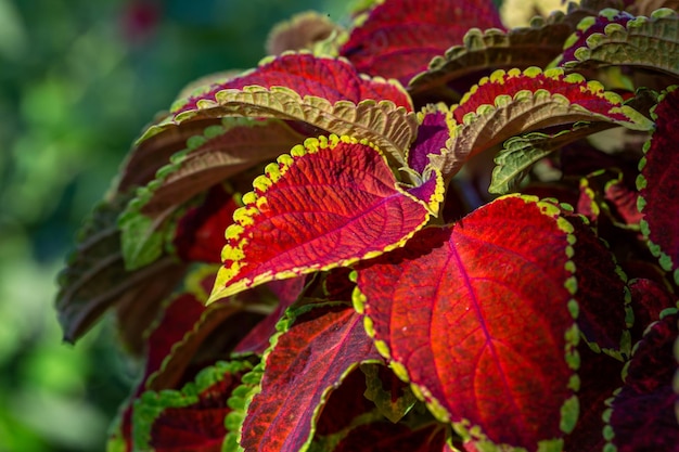 Bright orange leaf of the plant Coleus on a summer sunny day macro photography