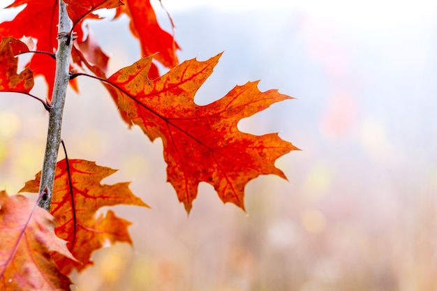 Bright orange leaves of red oak in the fall