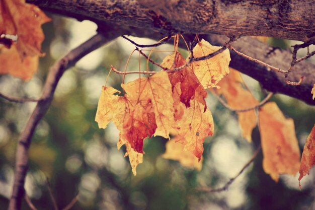 Bright Orange Leaves