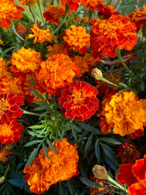 bright orange marigolds in a flower bed.  Autumn flowers.