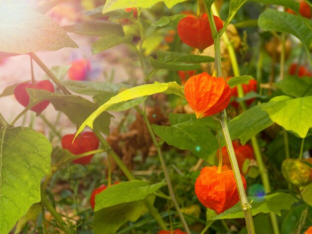 明るいオレンジ色のホオズキは庭の枝に生えていますおいしくて健康的なベリー秋の収穫