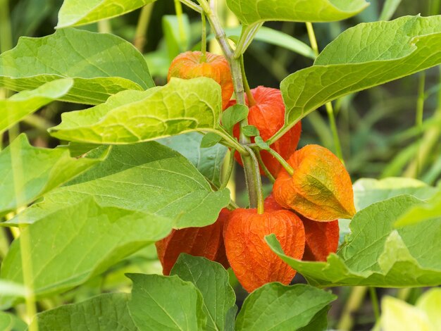 Bright orange physalis grows on a branch in the garden Tasty and healthy berry Autumn harvest